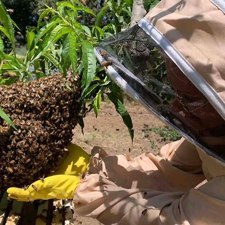 Agriturismo Il Sorbino - Appartamento Da Cocca Pian d'Alma Bagian luar foto