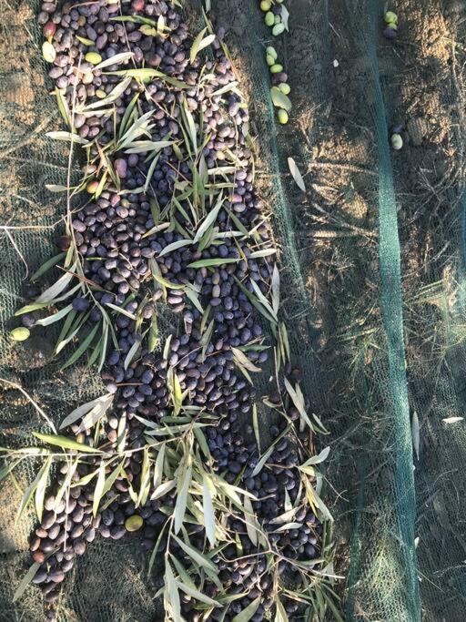 Agriturismo Il Sorbino - Appartamento Da Cocca Pian d'Alma Bagian luar foto