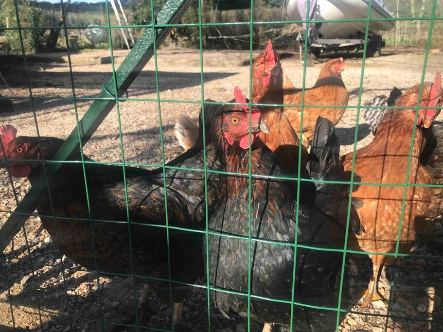Agriturismo Il Sorbino - Appartamento Da Cocca Pian d'Alma Bagian luar foto