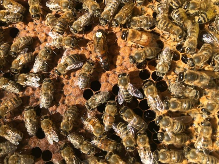 Agriturismo Il Sorbino - Appartamento Da Cocca Pian d'Alma Bagian luar foto