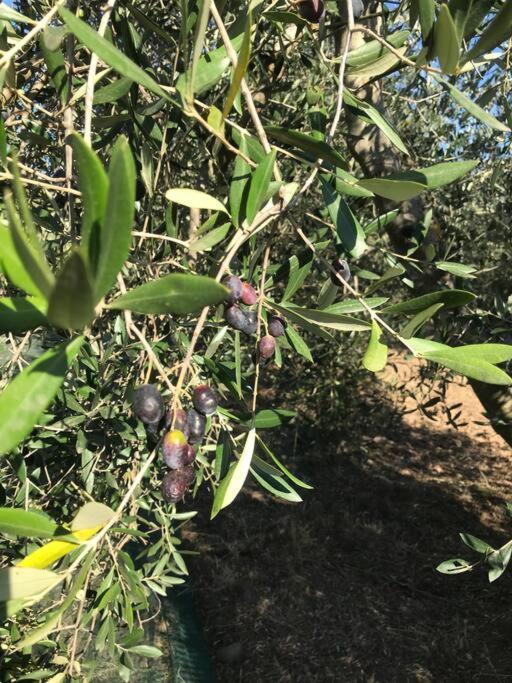 Agriturismo Il Sorbino - Appartamento Da Cocca Pian d'Alma Bagian luar foto