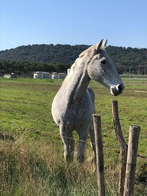 Agriturismo Il Sorbino - Appartamento Da Cocca Pian d'Alma Bagian luar foto