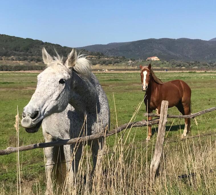 Agriturismo Il Sorbino - Appartamento Da Cocca Pian d'Alma Bagian luar foto
